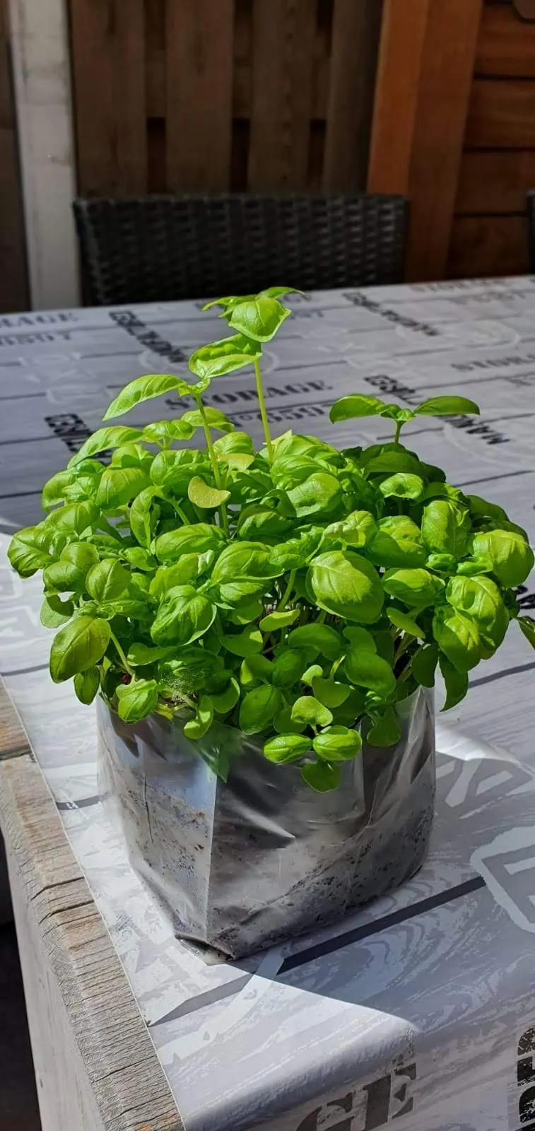 Een basilicumplant in een zilveren plantzakje op de tuintafel