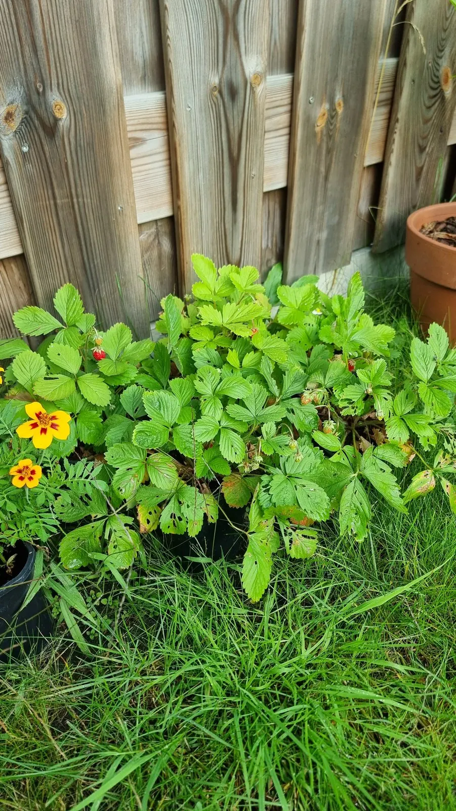 Bosaardbeiplanten met kleine rode vruchtjes en oranje afrikaantjes