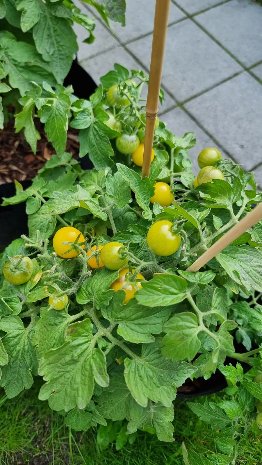 Gele cherrytomaten aan een plant tussen bamboestokken