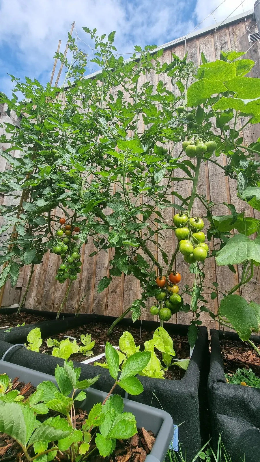 Hoge tomatenplanten met groene en rode trossen tegen de schutting, met sla en aardbeiplanten eronder