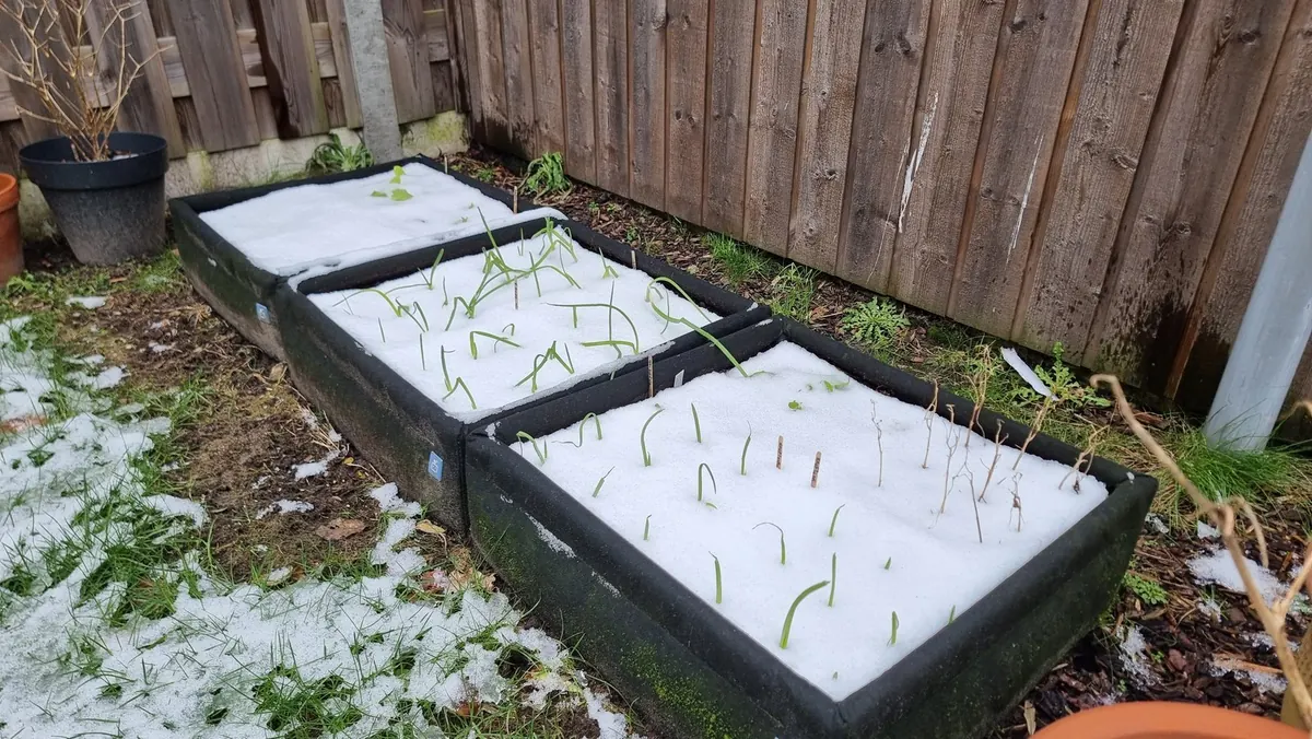 Drie stoffen moestuinbakken met jonge uien, met sneeuw op het gras ernaast